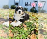 Small Photo #4 Australian Shepherd Puppy For Sale in COOKEVILLE, TN, USA