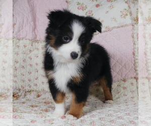 Miniature Australian Shepherd Puppy for sale in HARRISON, OH, USA