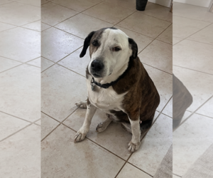 Bogle Dogs for adoption in Tampa, FL, USA