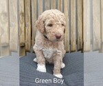 Puppy Green Pyredoodle