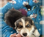 Puppy Wolf Australian Shepherd