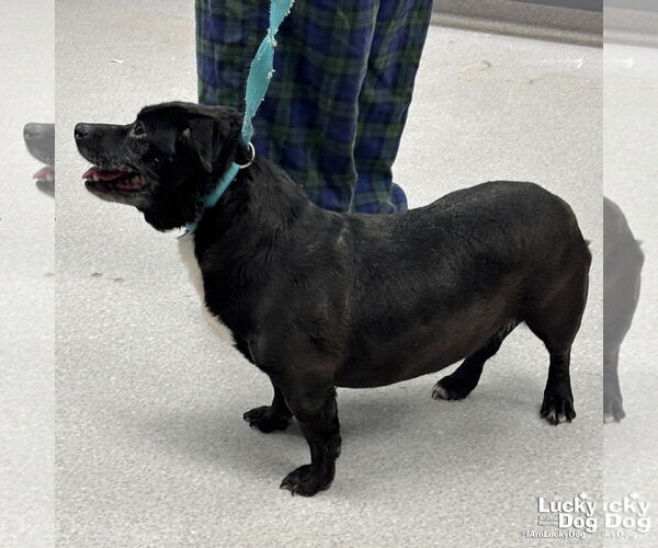 Medium Photo #2 Chihuahua-Unknown Mix Puppy For Sale in Washington, DC, USA