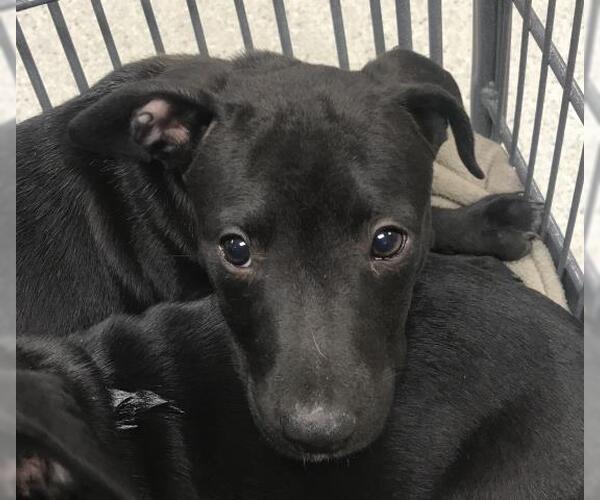 Medium Photo #1 Labrador Retriever-Unknown Mix Puppy For Sale in Conroe, TX, USA