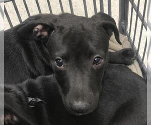 Labrador Retriever-Unknown Mix Dogs for adoption in Conroe, TX, USA