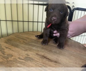 Chesapeake Bay Retriever Puppy for Sale in HOMER, New York USA