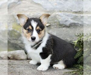 Pembroke Welsh Corgi Puppy for sale in MANHEIM, PA, USA
