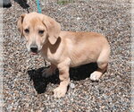 Small Basset Hound-Pointer Mix