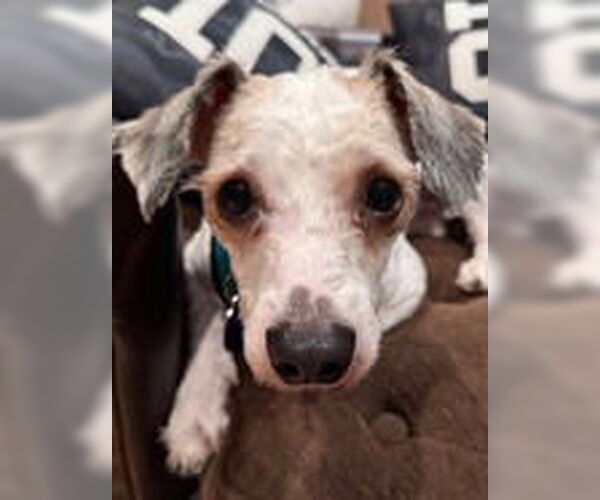 Medium Photo #4 Maltese Puppy For Sale in Fremont, CA, USA