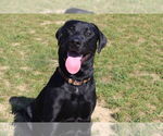 Small Labrador Retriever
