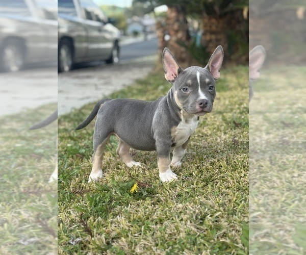 Medium Photo #13 American Bully Puppy For Sale in BAKERSFIELD, CA, USA