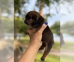Small #1 English Bulldog