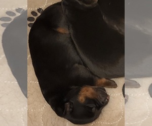 Rottweiler Puppy for Sale in WRAY, Colorado USA