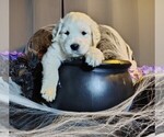 Puppy Blue boy Golden Retriever