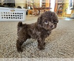 Small #5 ShihPoo