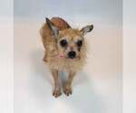 Small #4 Chihuahua Mix