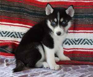 Siberian Husky Puppy for sale in FREDERICKSBG, OH, USA