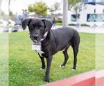 Small #10 Labrador Retriever Mix