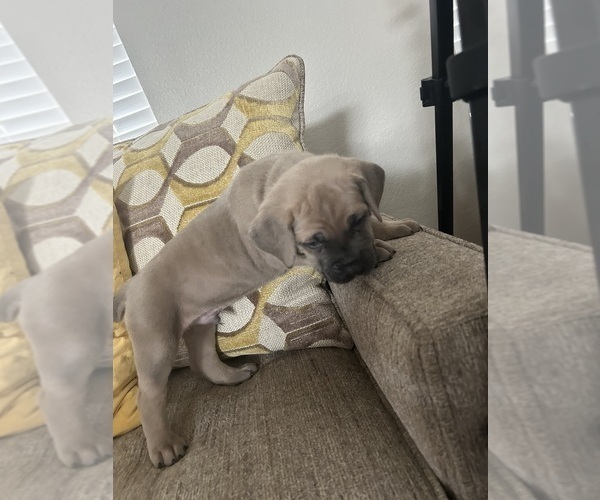 Medium Photo #3 Cane Corso Puppy For Sale in ARLINGTON, TX, USA