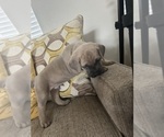 Small #2 Cane Corso