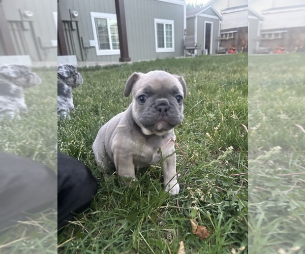 Medium Photo #3 French Bulldog Puppy For Sale in THORNTON, CO, USA