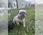 Small #2 French Bulldog