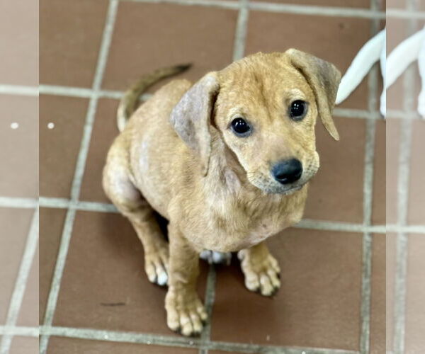 Medium Photo #4 Chiweenie Puppy For Sale in Jefferson, NJ, USA