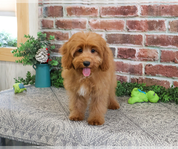 Medium Photo #4 Cavapoo (Miniature) Puppy For Sale in SYRACUSE, IN, USA