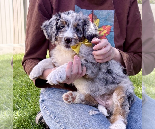 Medium Photo #2 Bernedoodle (Miniature) Puppy For Sale in ROY, UT, USA