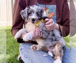 Taco - Female Bernedoodle (Miniature) Puppy for Sale - Photo #2