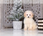 Small Photo #3 Cavapoo Puppy For Sale in MOUNT VERNON, OH, USA