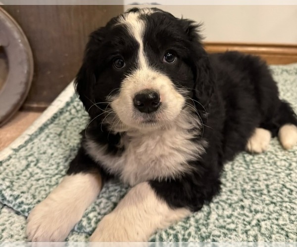 Medium Photo #1 Bernedoodle Puppy For Sale in SIBLEY, IL, USA