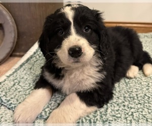 Medium Bernedoodle