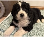 Puppy Thelma Bernedoodle