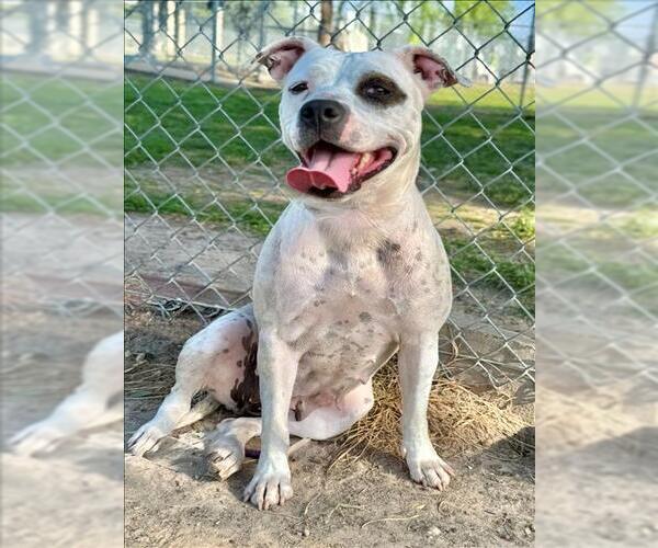 Medium Photo #1 American Staffordshire Terrier-Unknown Mix Puppy For Sale in Conroe, TX, USA