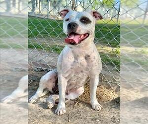 American Staffordshire Terrier-Unknown Mix Dogs for adoption in Conroe, TX, USA
