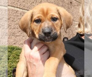 Mutt Dogs for adoption in Washington, DC, USA