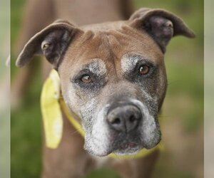 Boxer-Unknown Mix Dogs for adoption in Rosenberg, TX, USA