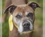 Small Boxer Mix