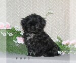 Small Shih Tzu