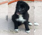 Small #1 Huskies  Mix
