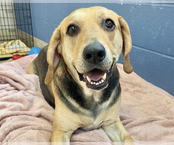 Medium Photo #2 Mutt Puppy For Sale in Raleigh, NC, USA