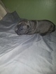 Small Photo #2 American Pit Bull Terrier Puppy For Sale in GRIFFIN, GA, USA