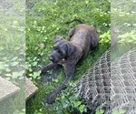 Small #1 Poodle (Miniature) Mix