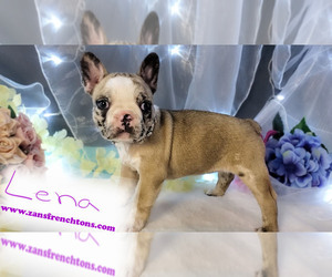 Faux Frenchbo Bulldog Puppy for Sale in SAND LAKE, Michigan USA