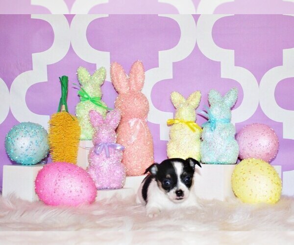 Medium Photo #27 Chihuahua Puppy For Sale in CHARLESTON, AR, USA