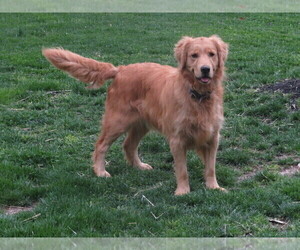 Mother of the Golden Retriever puppies born on 01/10/2024