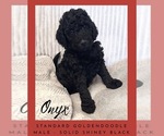 Litter of 8 - Male(s) and Female(s) GoldendoodleLitter of Puppies for Sale - Photo #5