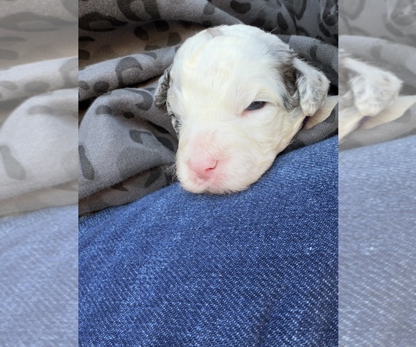 Medium Photo #3 Aussiedoodle-Bernedoodle Mix Puppy For Sale in BELTON, SC, USA