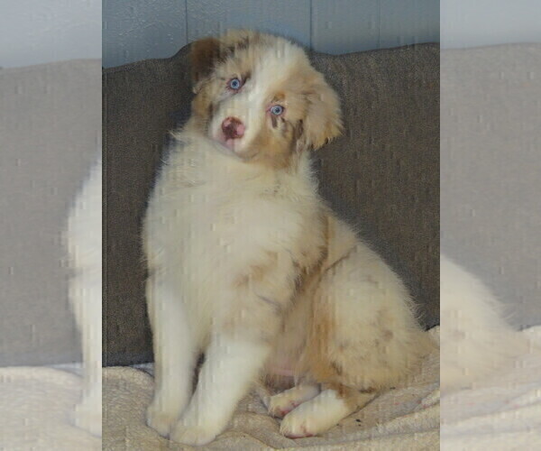 Medium Photo #1 Australian Shepherd Puppy For Sale in DRAYTON, SC, USA