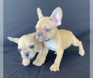 French Bulldog Puppy for sale in MORENO VALLEY, CA, USA